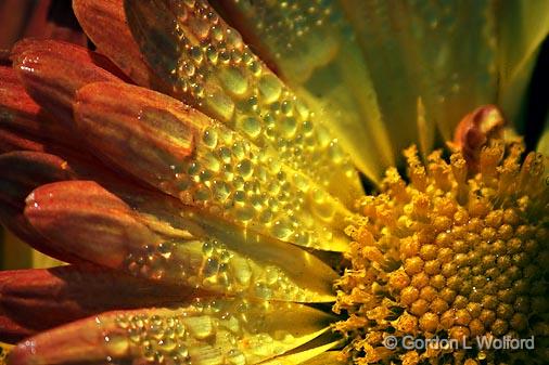Dewy Flower_51631-3.jpg - Photographed near Carleton Place, Ontario, Canada.
